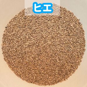 稗 ヒエ 700g (鳥の餌用、インコの餌)