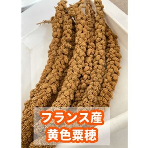 フランス産 黄色粟穂 150g