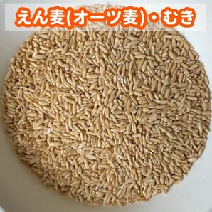 えん麦 オーツ麦(むき)800g(鳥の餌用)