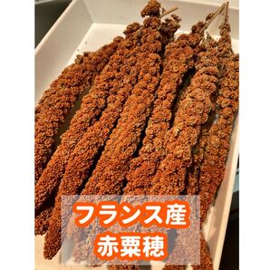 赤粟穂(フランス産)150g (鳥の餌用)