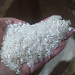 令和7年度産 鹿児島県産 20kg