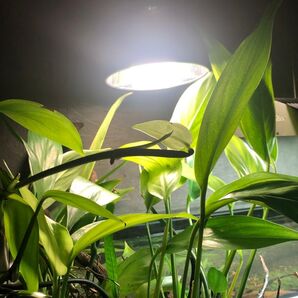 定期出品 ヤマサキカズラ