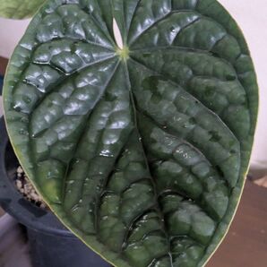 アンスリウム ルクスリアンス Anthurium luxurians dark