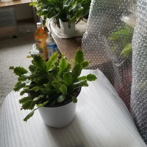 シャコバサボテン 1鉢 プラポット入り 植え替え用ポットサービス チタホワイト サボテン シャコバ 観葉植物 NO1 11月13日