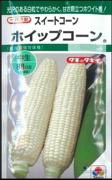今年最後の低農薬ホイップコーン1.6~1.8キロ
