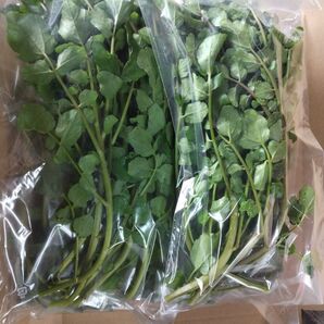 まもなく終了・無農薬クレソン200グラム