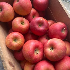 ☆青森県産りんご サンフジ☆4キロ