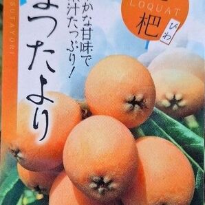 びわ 枇杷 苗木 【夏たより】PVP登録品種