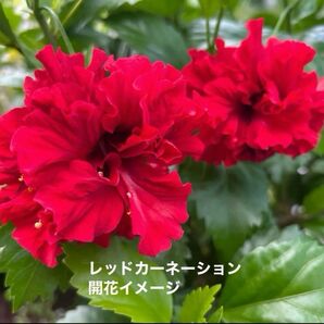 ハイビスカス 挿し木用