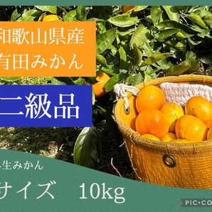 S 10kg 和歌山県産 有田みかん 二級品 早生みかん 家庭用