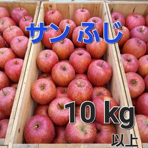 サン ふじ 10kg以上付き りんごフィギュア 家庭用 青森産 りんご
