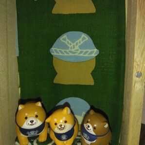 柴犬ボックス てぬぐい 柴犬