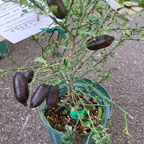 実付き フィンガーライム