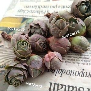 多肉植物 アエオニウム ★ピンクローズ3苗セット