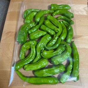 今季最後11/2収穫 万願寺とうがらし 京野菜