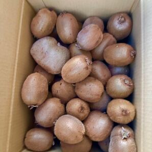 愛媛県産キウイフルーツ5kg