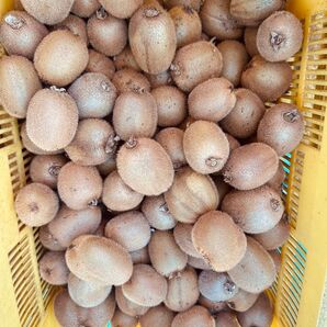 愛媛県産キウイフルーツ10kg