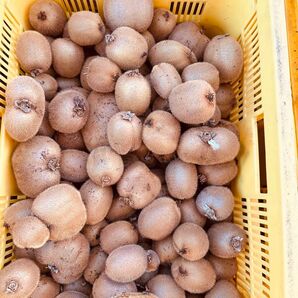 愛媛県産キウイフルーツ小玉10kg