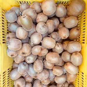 愛媛県産キウイフルーツ10kg