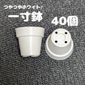 一寸鉢(白) 40個 1号鉢 1号ポット 1号プラ鉢 プレステラ 多肉植物 アガベ