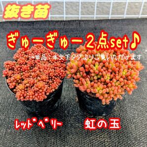 レッドベリー&虹の玉【抜き苗】2.5号ぎゅーぎゅー♪ 多肉植物 セダム 紅葉 生産者親株用 プラ鉢 プレステラ
