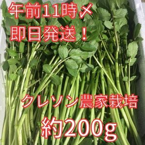 午前11時〆切【即日発送可※土日祝日除】農家が育てたクレソン約200g【減農薬・減化学肥料栽培