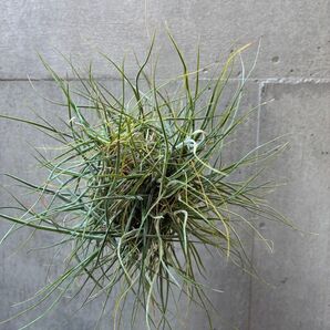 Tillandsia schiedeana シーディアナ クランプ