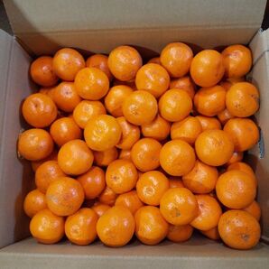和歌山【良】【予約販売】10-1.★完熟早生みかん★(ご家庭用)SS 箱込み10kg