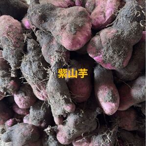 令和7年産 紫山芋