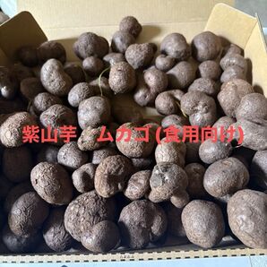 令和7年産 紫山芋ムカゴ食用向け