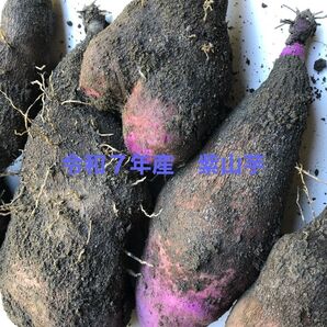 令和7年産 紫山芋