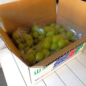 山梨県産シャインマスカット2Kg☆10