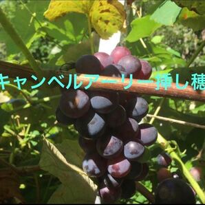 キャンベルアーリー ぶどう ブドウ 一芽挿し木用枝 挿し穂 2本+1本おまけ