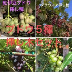 期間限定 ブドウ5種挿し木セット 一芽挿し木用