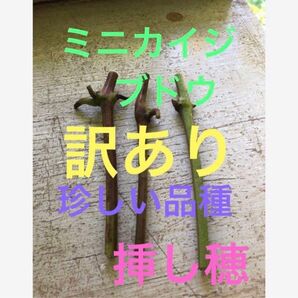 訳あり 珍しい ミニ甲斐路ぶどう 一芽挿し木用 挿し穂 穂木2本+1本