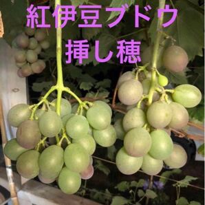 紅伊豆ブドウ ぶどう 一芽挿し木用枝 3本