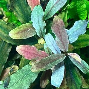 ブセファランドラspコッパーリーフ Lサイズ1株