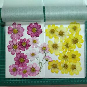 No.16 押し花 コスモス