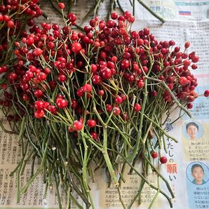 週末限定値下げ★赤い野ばら★10〜13センチ程度★40本