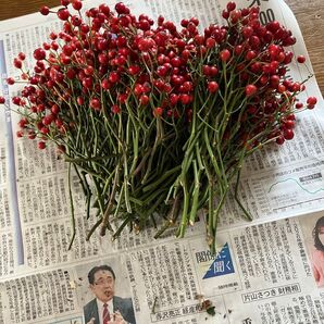 ★赤い野ばら50本プラス10本サービス★18センチから20センチ程度★