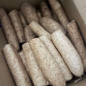 秋堀北海道産長芋10キロ(11月20日発送)