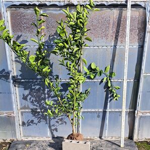 【雑柑系】柑橘 スイートスプリング 接ぎ木3年生 大苗 H1.5m位