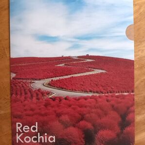 ひたち海浜公園 コキア クリアファイル Red Kochia 未使用