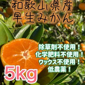 和歌山県産 下津 みかん 低農薬 5kg
