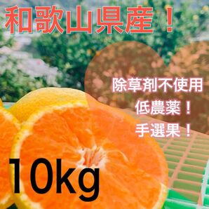 和歌山県産 下津 みかん 低農薬 5kg