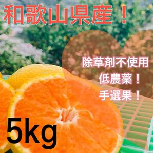 和歌山県産 下津 みかん 低農薬 5kg