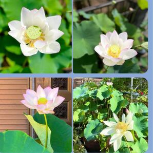 36 大賀蓮 タネ 6粒 発芽処理済み 種 無農薬栽培