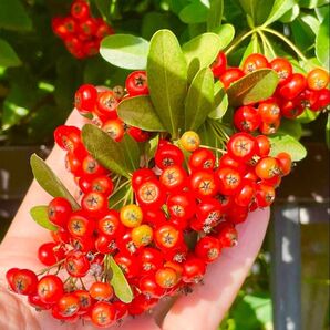 2 ピラカンサ幼苗 発根済み 樹齢47年の親木から 挿し木 春の吹雪 たわわな赤い実 強健で早い生長 無農薬栽培