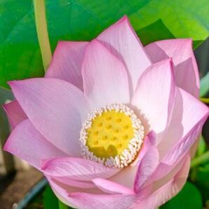 34 日本古代蓮 タネ 6粒 発芽処理済み 無農薬栽培 種