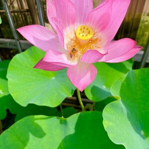 32大賀蓮 タネ 6粒 発芽処理済み 種 無農薬栽培